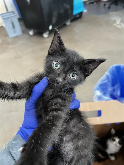 A baby medium-sized male Domestic Medium Hair cat named Willow for adoption in Dallas, TX
