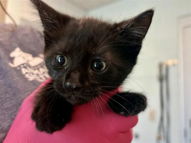 A baby medium-sized male Domestic Short Hair cat named Basil for adoption in Tavares, FL