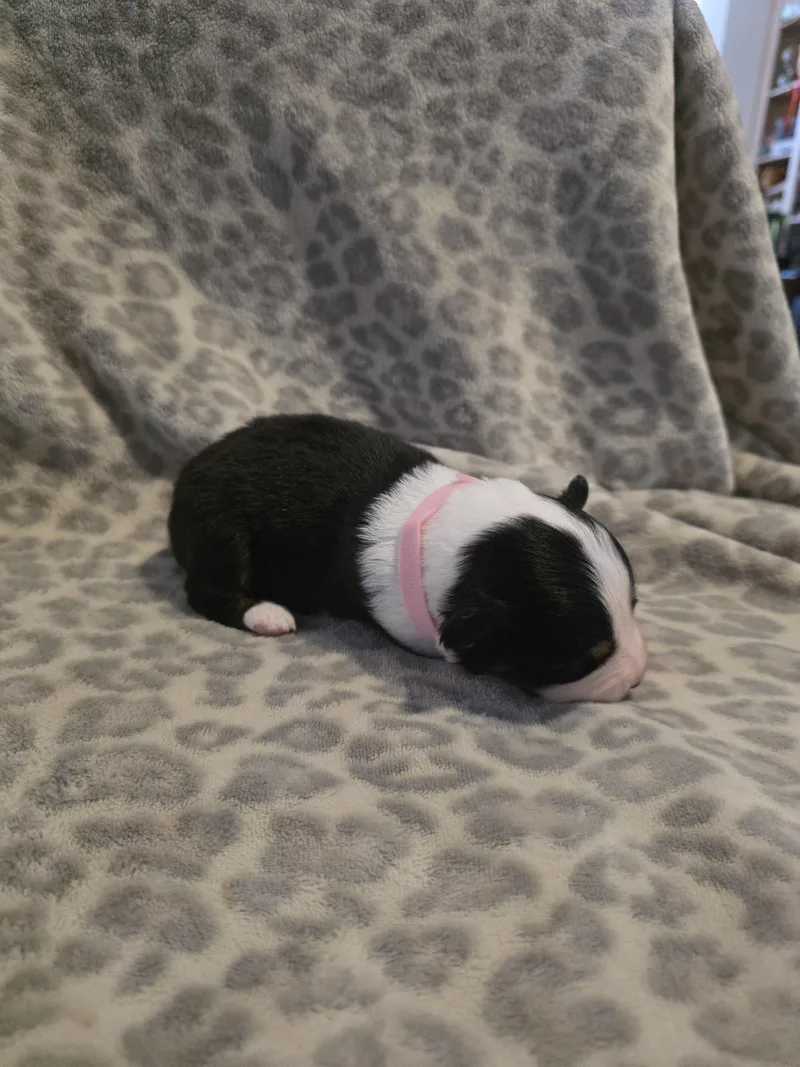 Stevie Buddpink collar thumbnail 2