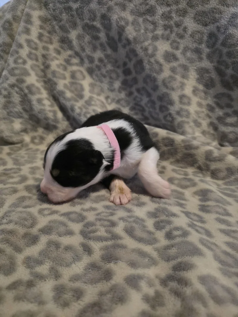 Stevie Buddpink collar thumbnail 3