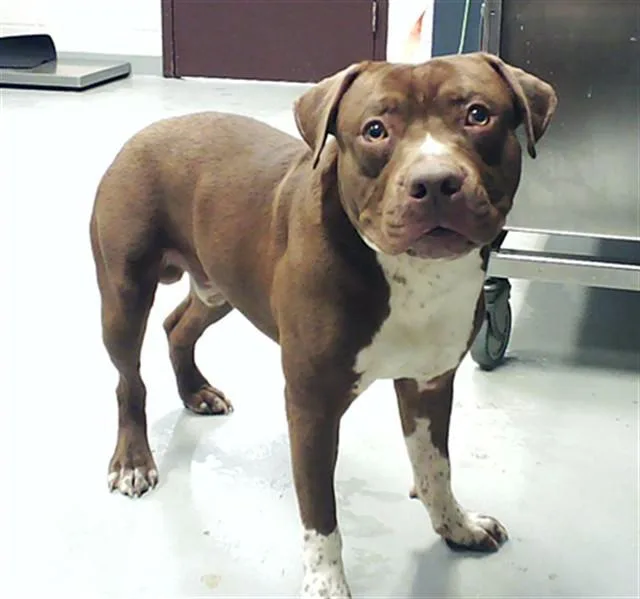 A young medium-sized male Pit Bull Terrier dog named Redbull for adoption in Fayetteville, NC
