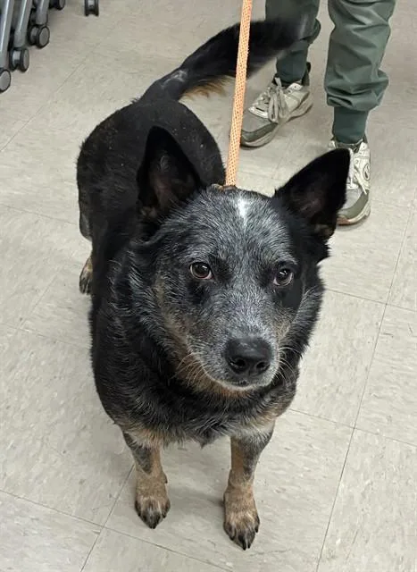 An adult medium-sized female Australian Cattle Dog / Blue Heeler dog named Luna for adoption in Olivette, MO