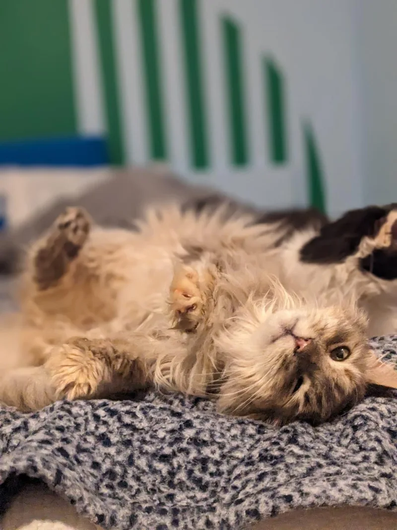 Blue Fern And Ash thumbnail 3