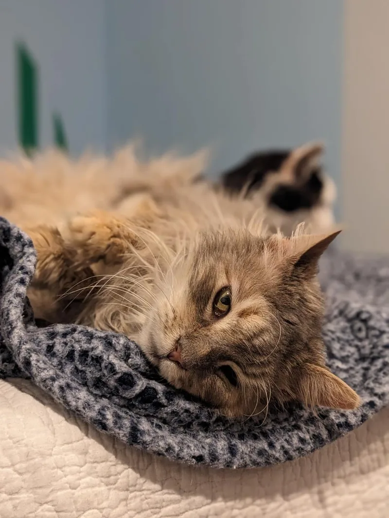 Blue Fern And Ash thumbnail 4