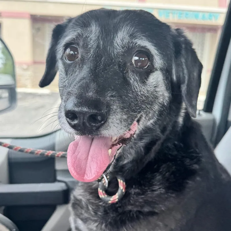 A senior medium-sized female Black Labrador Retriever dog named Lady for adoption in Bessemer, AL