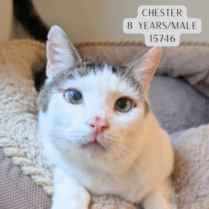 An adult medium-sized male Tabby (Brown / Chocolate) Domestic Short Hair cat named Chester for adoption in Supply, NC