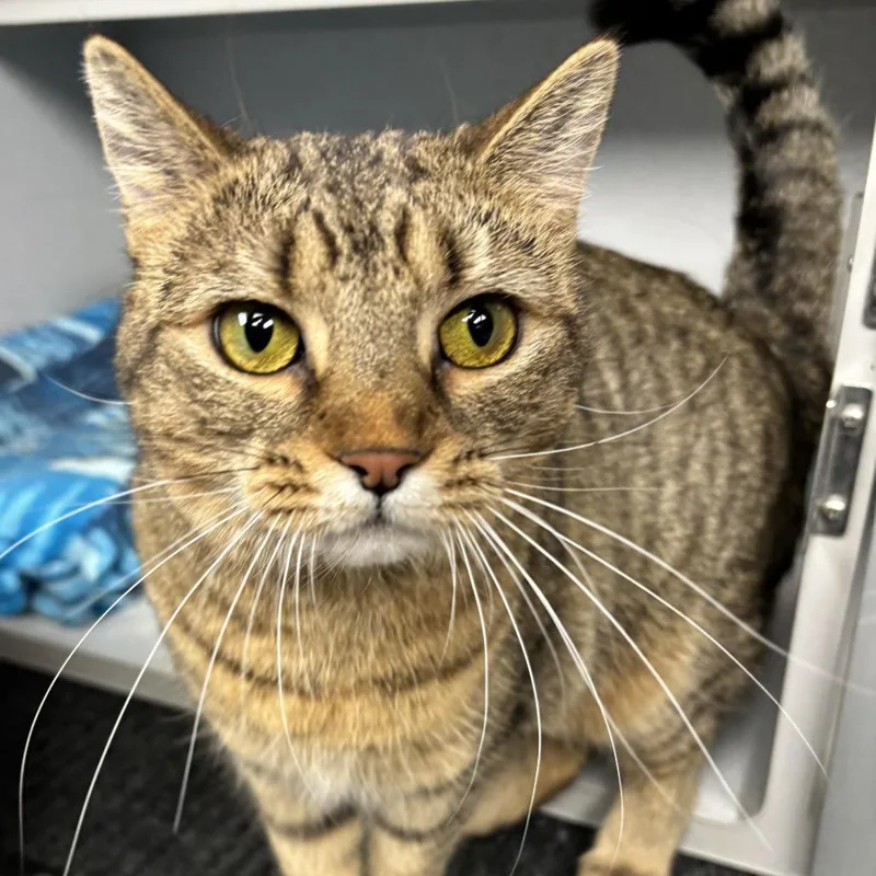 An adult small-sized female Brown / Chocolate Domestic Short Hair cat named Cassidy for adoption in Waynesburg, PA