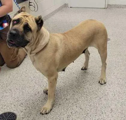 A young extra large-sized female Yellow / Tan / Blond / Fawn Cane Corso dog named Coco Chanel for adoption in Kansas City, MO