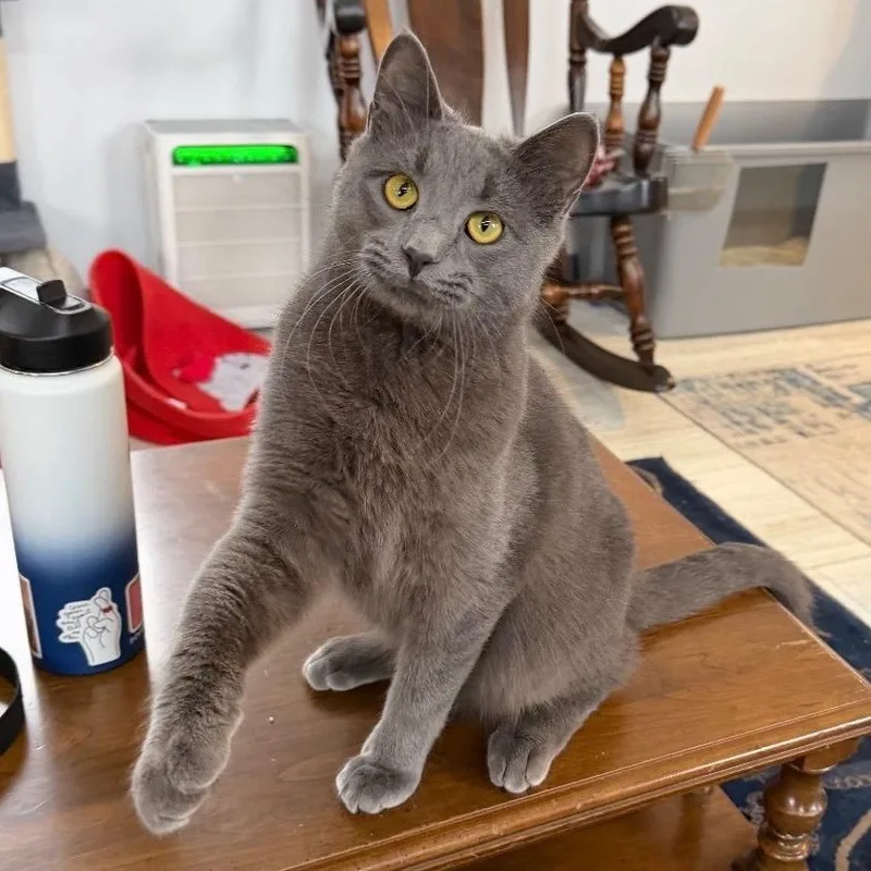 A young small-sized male Gray / Blue / Silver Domestic Short Hair cat named Max for adoption in Goshen, IN