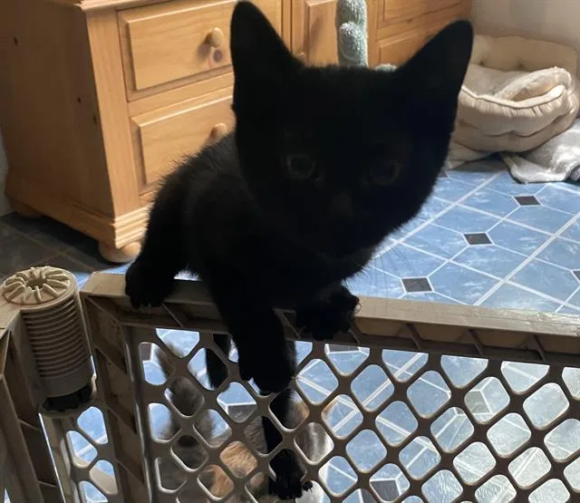 A baby small-sized female Domestic Short Hair cat named Kourtney for adoption in San Antonio, TX