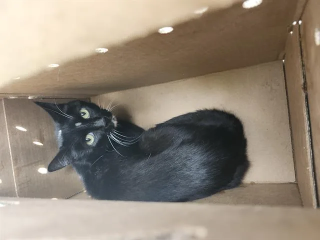 A young medium-sized male Domestic Short Hair cat named 1-5 for adoption in San Antonio, TX