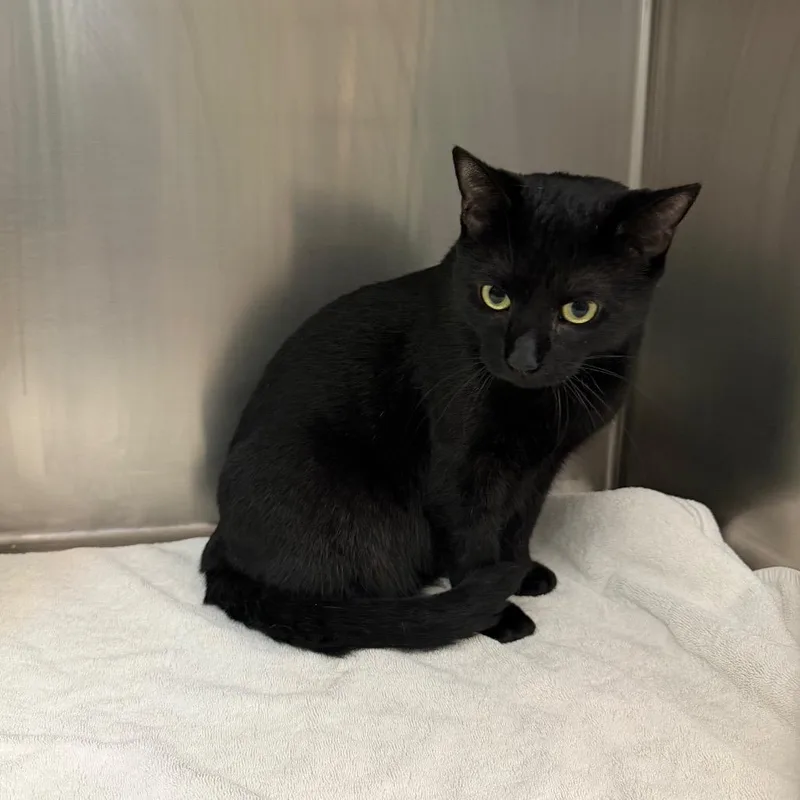 An adult large-sized female Black Domestic Short Hair cat named Elsa for adoption in Newark, NJ