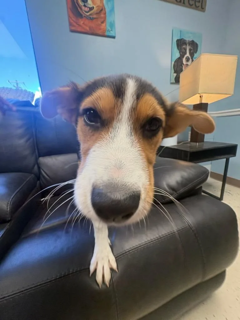 A baby large-sized female Cattle Dog dog named Nacho Cheese for adoption in Blountville, TN