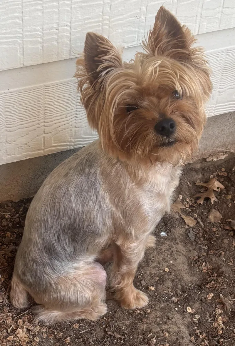 An adult small-sized male Bicolor Yorkshire Terrier dog named Cobi for adoption in Little Elm, TX