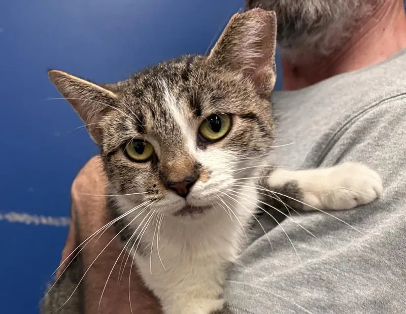 An adult medium-sized female Domestic Short Hair cat named Star for adoption in Columbus, IN