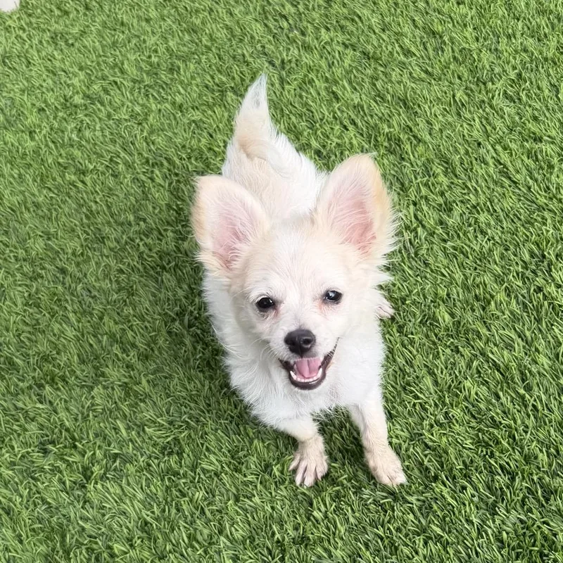 A baby small-sized female White / Cream Pomeranian dog named Simona for adoption in Las Vegas, NV