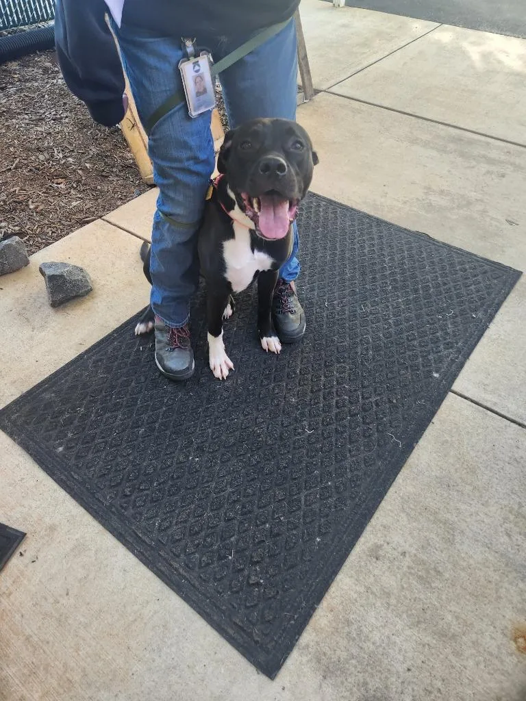 A baby medium-sized female Pit Bull Terrier dog named Princess for adoption in Mocksville, NC