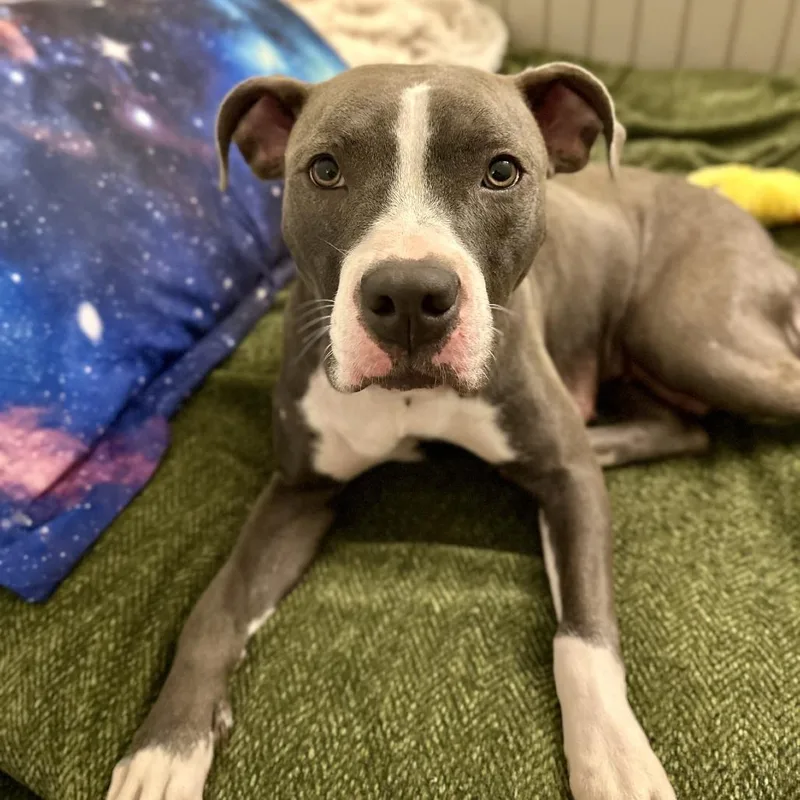 An adult medium-sized female Gray / Blue / Silver Pit Bull Terrier dog named Dove for adoption in Novelty, OH