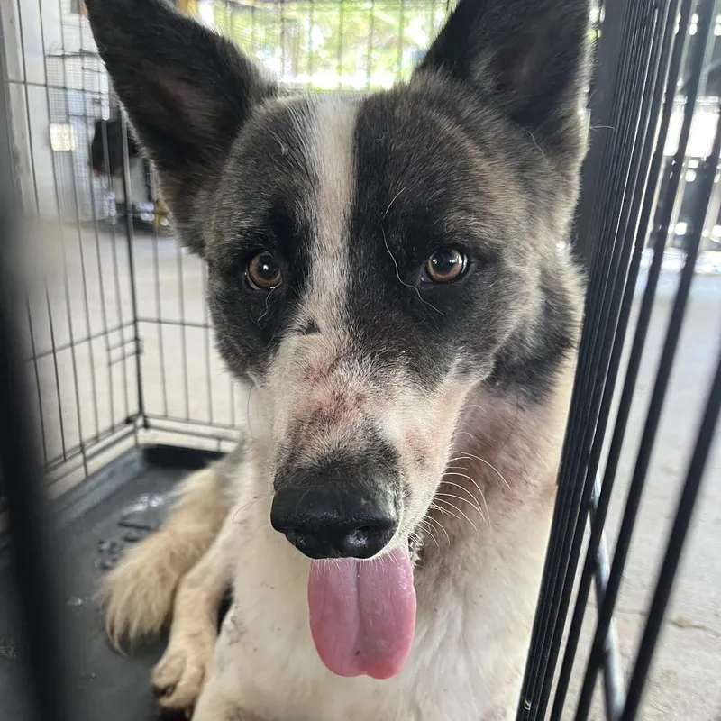 An adult medium-sized male White / Cream Akita dog named Gonzo for adoption in Edinburg, TX