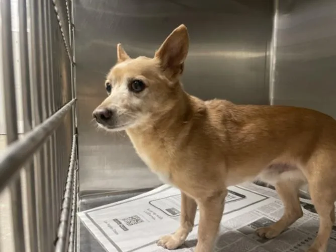 A senior small-sized male Chihuahua dog named Paul Anka for adoption in Los Angeles, CA