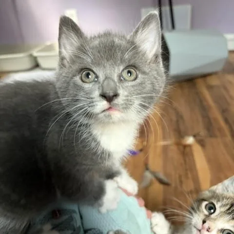 A young medium-sized male Domestic Medium Hair cat named Olaf for adoption in Kenhorst, PA