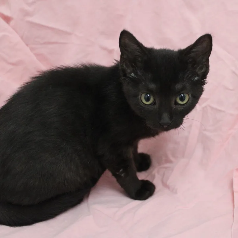A baby small-sized female Black Domestic Short Hair cat named Edna for adoption in Champaign, IL