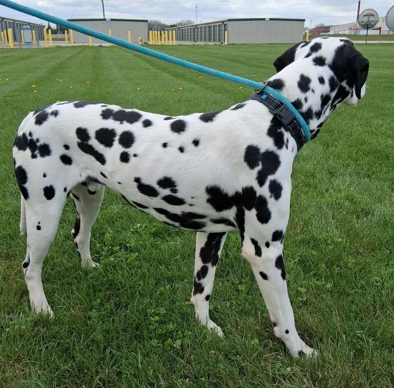 A young medium-sized male Dalmatian dog named Henley for adoption in Fremont, OH