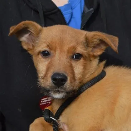 A baby small-sized male Terrier dog named Timothee for adoption in Elk Grove Village, IL