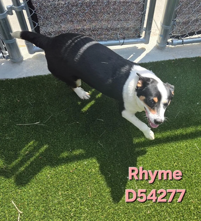 An adult medium-sized female Mixed Breed dog named Rhyme for adoption in Clarksville, TN