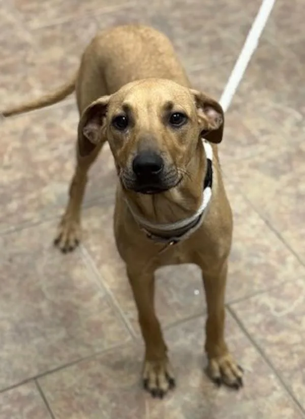 A young medium-sized female Black Mouth Cur dog named Blizzy for adoption in Littleton, CO