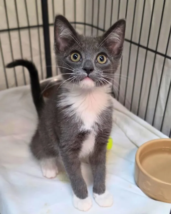 A baby small-sized male Domestic Short Hair cat named Miles for adoption in Novato, CA