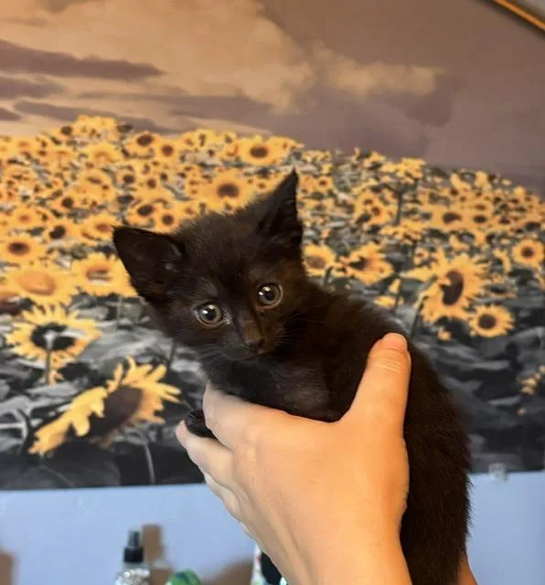 A baby medium-sized female Black Domestic Short Hair cat named Miss Scarlet for adoption in Hillsboro, OR