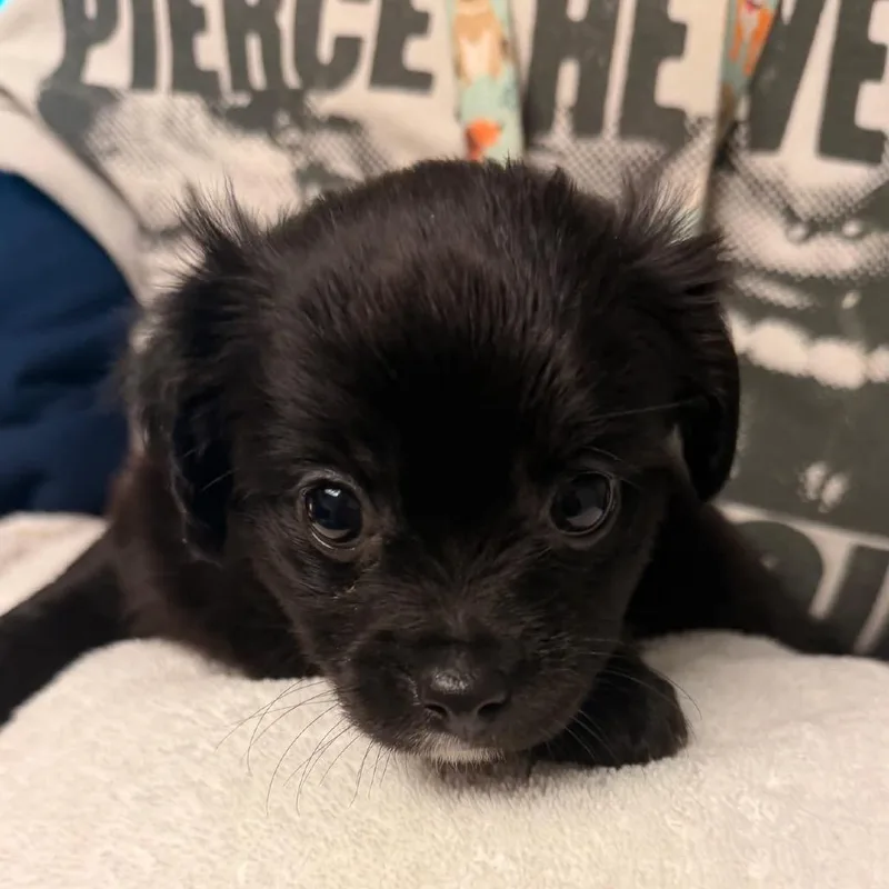 A baby small-sized male Black Pomeranian dog named Ball for adoption in Hillsborough, NC