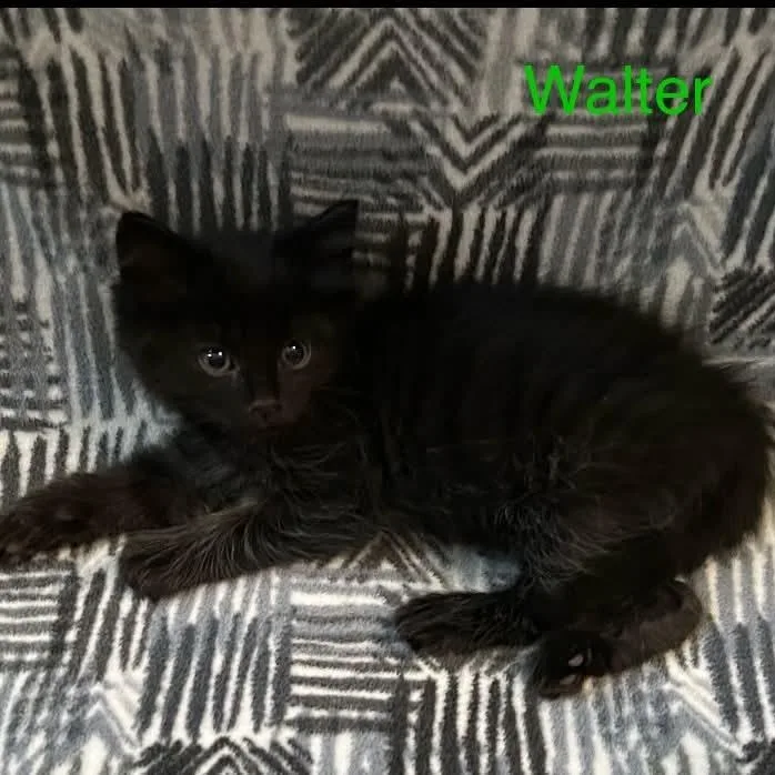 A baby medium-sized male Black Bombay cat named Walter for adoption in Wyandotte, MI