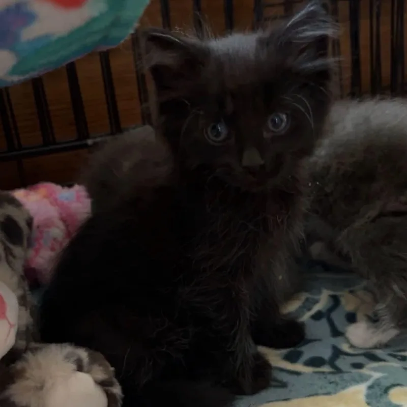 Walter thumbnail 3