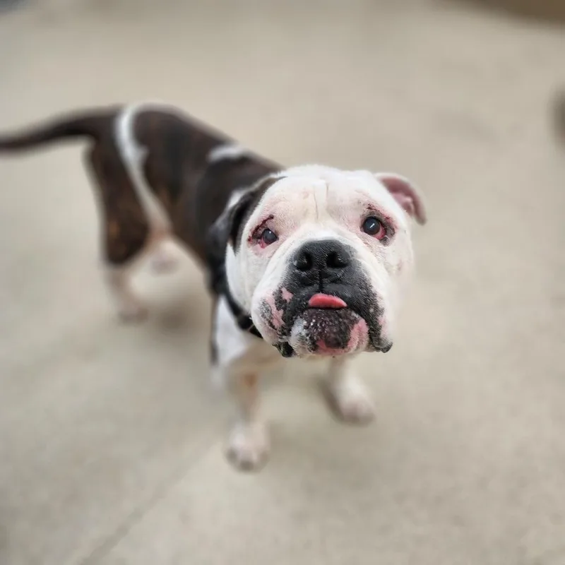 A senior large-sized male White / Cream English Bulldog dog named Pumpkin for adoption in Naperville, IL
