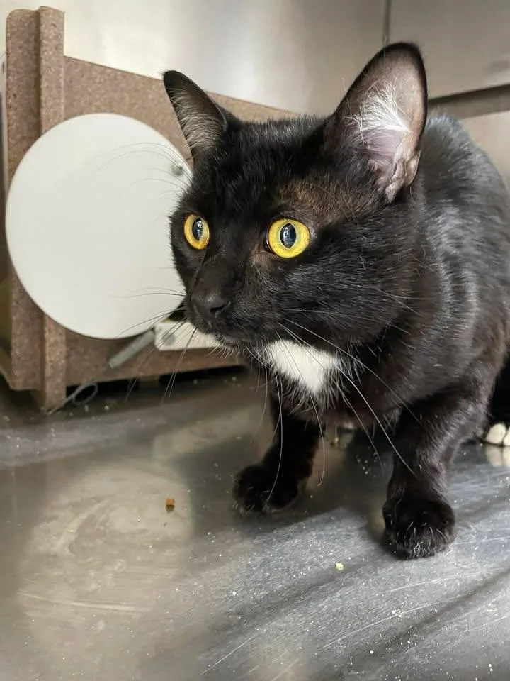 An adult medium-sized male Domestic Short Hair cat named Bubba for adoption in Stillwater, OK