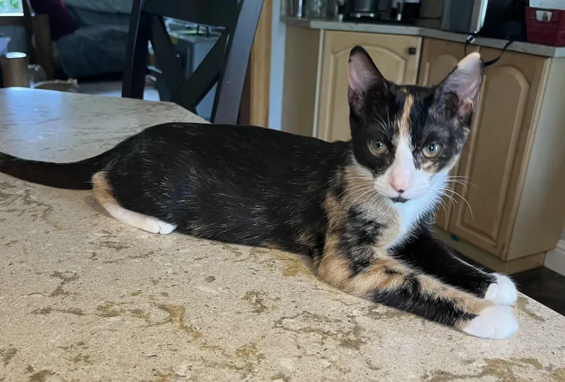 A baby medium-sized female Tortoiseshell cat named Anuenue for adoption in Federal Way, WA