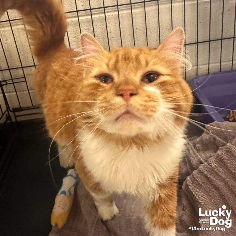 Garf Brooks