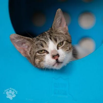 An adult small-sized female Domestic Short Hair cat named Lilo for adoption in Honolulu, HI