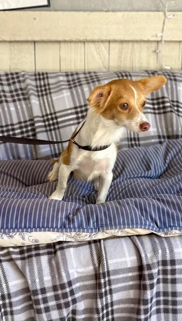 A young small-sized female Chihuahua dog named Marnie for adoption in Fort Worth, TX