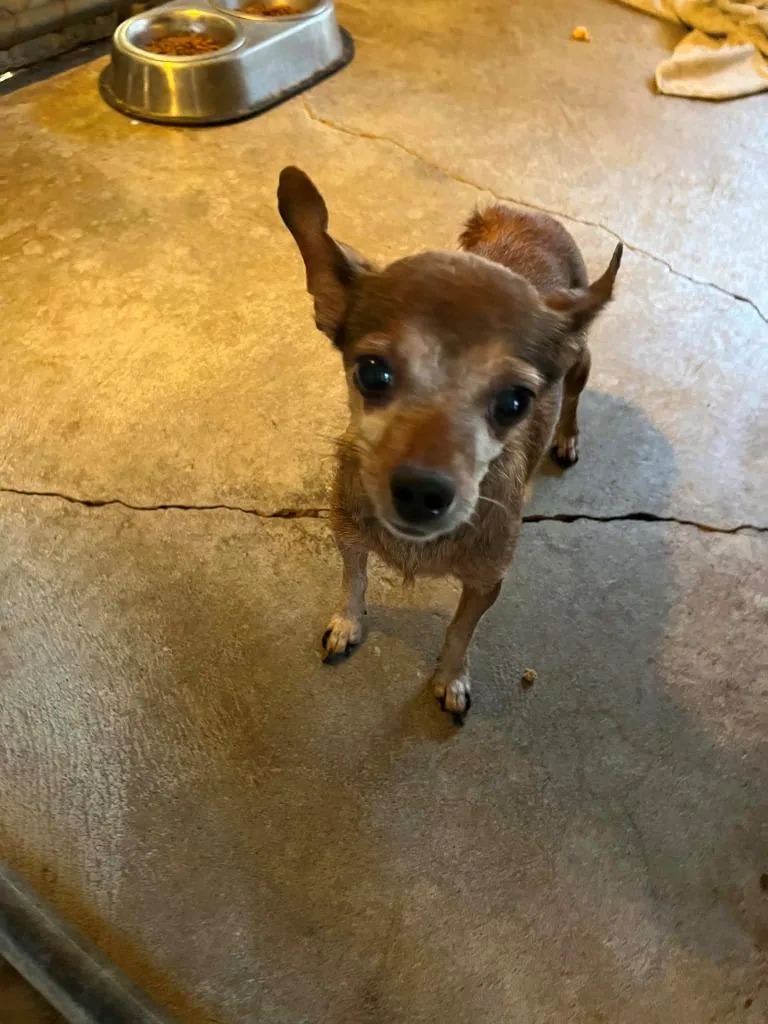 A senior small-sized female Chihuahua dog named Pepitas for adoption in Newman, CA