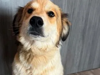 A young small-sized male Mixed Breed dog named Fred for adoption in Santa Fe, NM