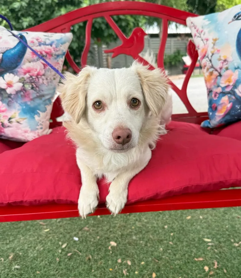 A young small-sized male White / Cream Dachshund dog named Carter for adoption in Temecula, CA