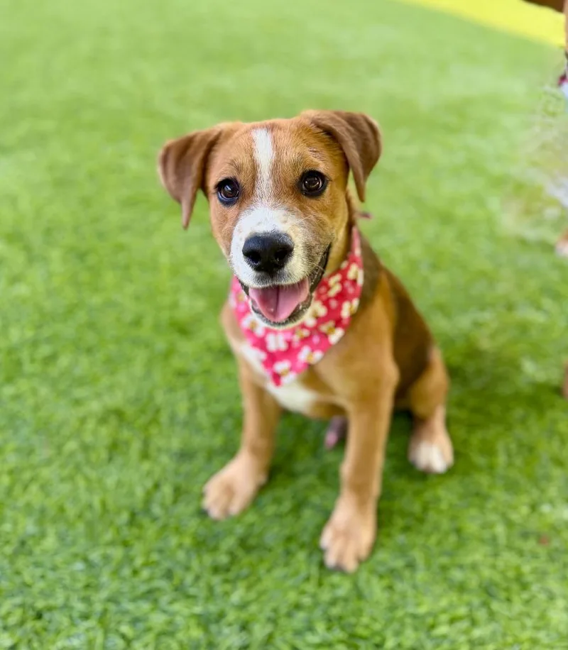 A baby medium-sized male Mixed Breed dog named Tickles for adoption in Ellijay, GA