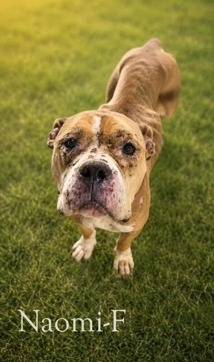 An adult large-sized female Mixed Breed dog named Naomi for adoption in Guntersville, AL