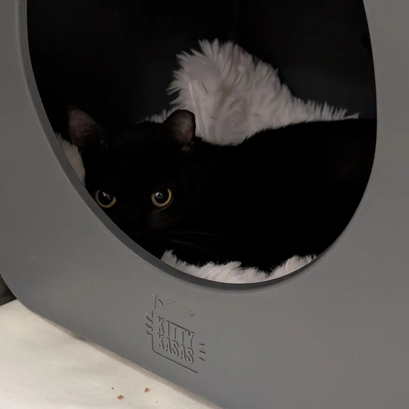 An adult medium-sized female Black Domestic Short Hair cat named Shiloh for adoption in Titusville, FL