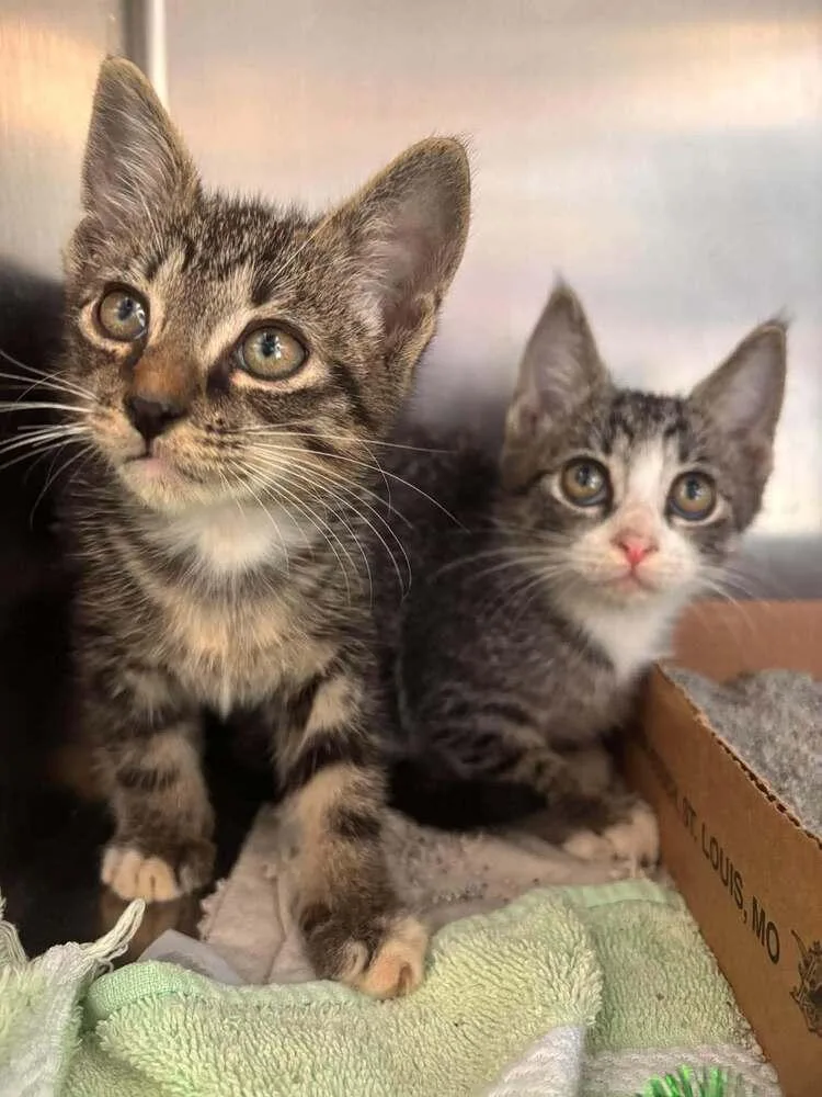A baby small-sized male Domestic Short Hair cat named Hugo for adoption in Statesboro, GA