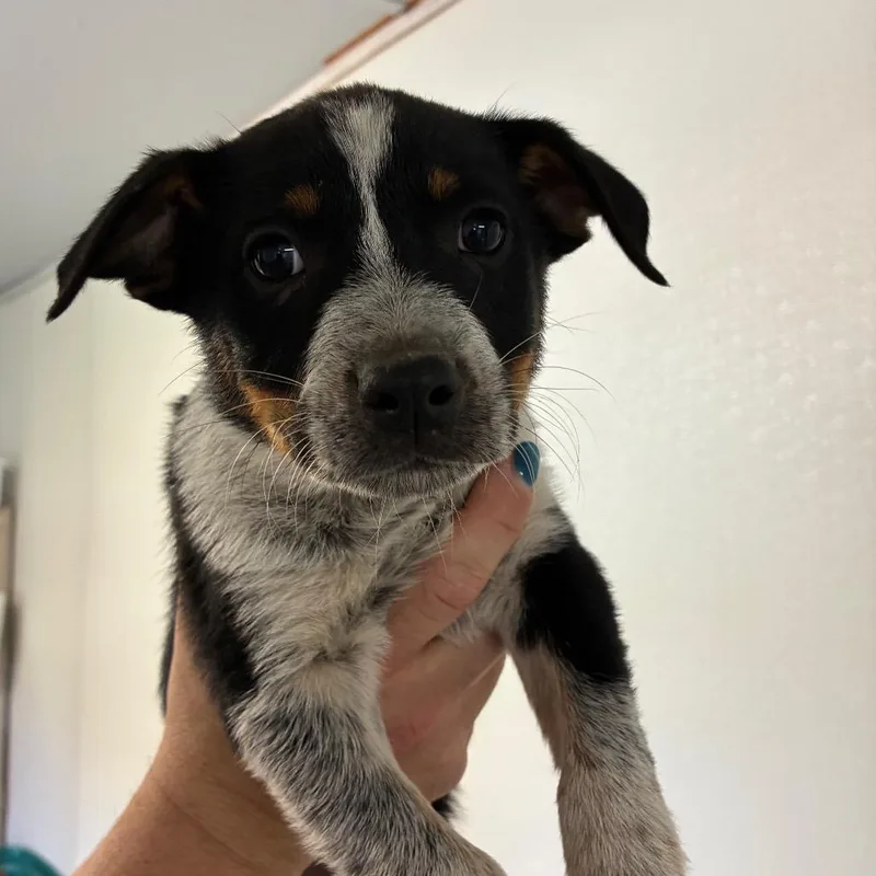 A baby small-sized male Black Australian Cattle Dog / Blue Heeler dog named Asparagus for adoption in Hattiesburg, MS
