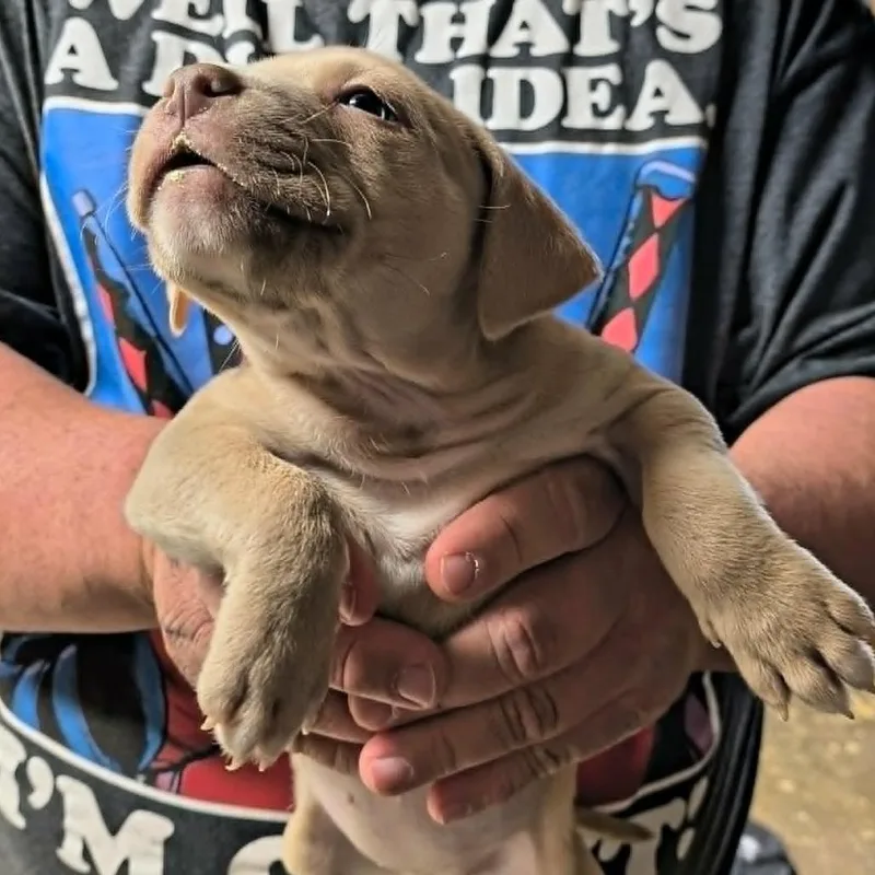 A baby medium-sized female Apricot / Beige Mixed Breed dog named Darling for adoption in DeKalb, IL